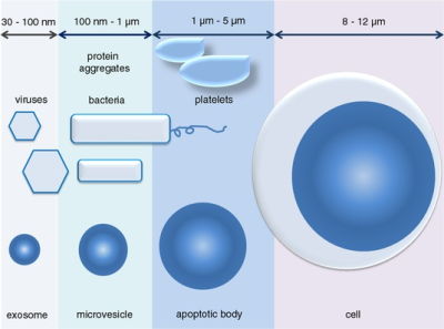 Different subsets of extracellular vesicles