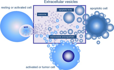 Size range of extracellular vesicles